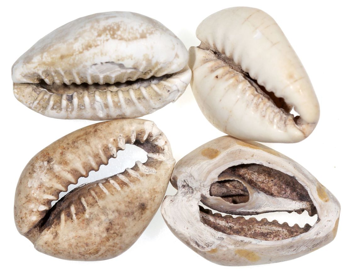 4006 - China, Shang Dynasty, a group of 4x cowrie shells, circa 1600-77...